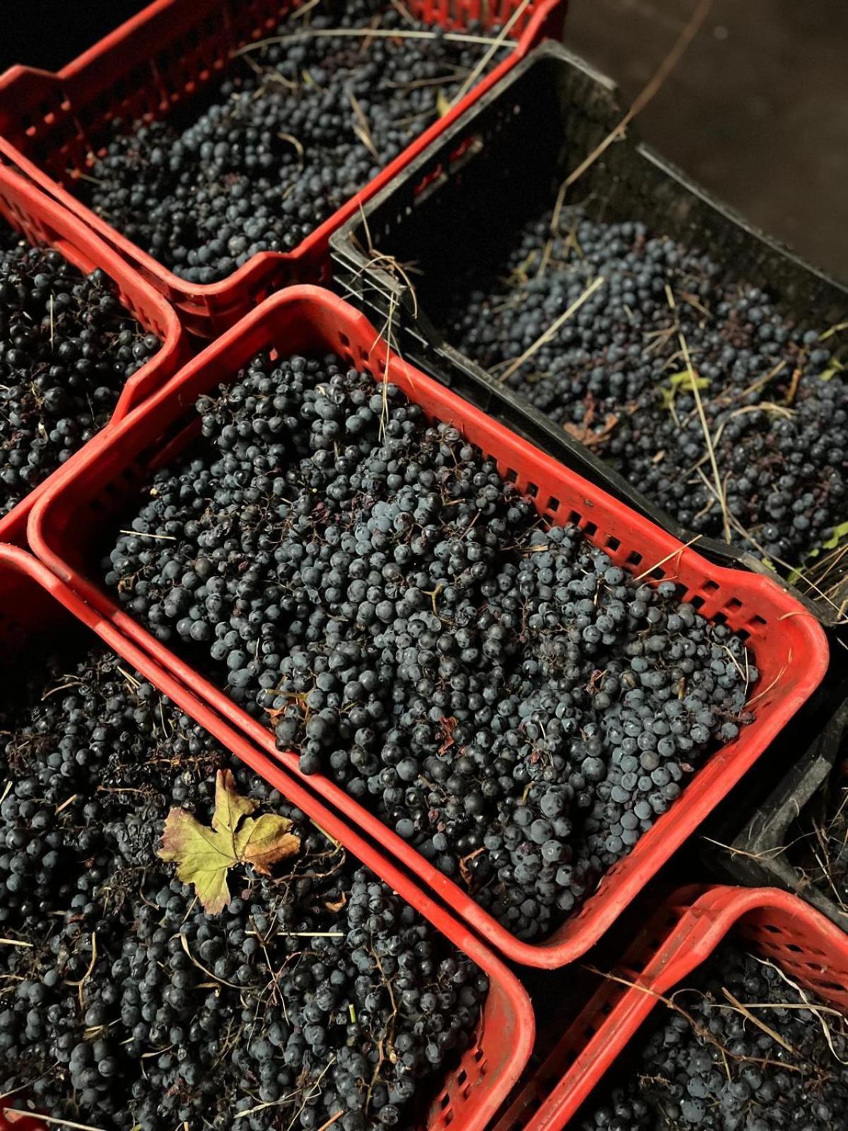 Tranca Da Barriga - Casa Do Vinho By Quinta De Sao Tiago Βίλα Covilhã Εξωτερικό φωτογραφία